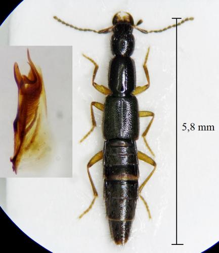 Ochthephilum brevipenne